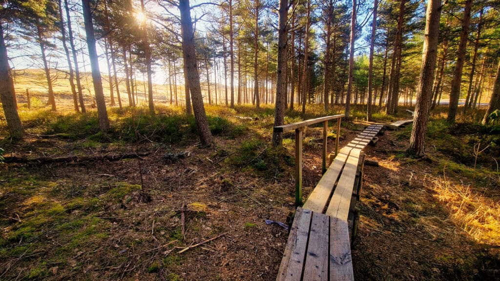 Pitkospuut upeassa aamuauringossa kumpareisen puiston kupeessa.