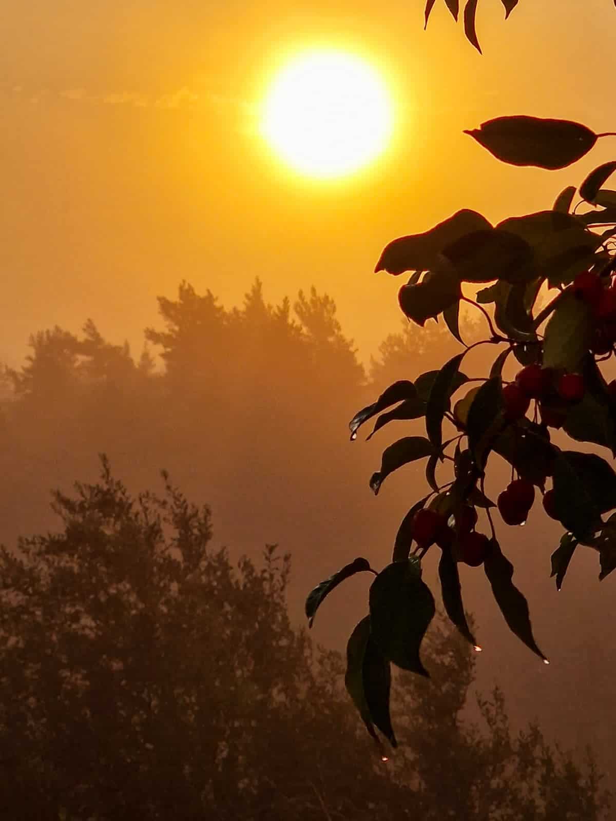 Mielen kuormitus arjessa -artikkeliin olen valinnut kuvaksi syysaamun auringonnousussa otetun kuvan. Siinä on puiden lehtien kosteus kuvattuna lämmintä, utuista nousevaa aurinkoa vasten.